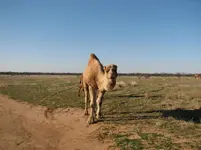 camel.webp