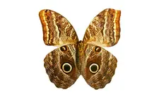 Caligo beltrao Peru.webp