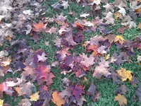 2013-10-23 09.36.04.webp