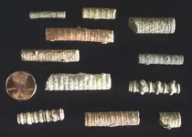 crinoids.webp