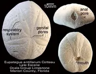 echinoidmorphology.webp