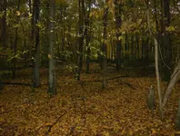 colonial cellar hunt 010.webp