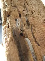plank4.webp