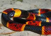 coral snake.webp