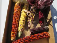IMG_0003.webp IMG_0003.webp
