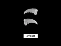 UF71379.webp