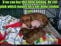 funny-dog-pictures-never-eat-uncooked-food.webp