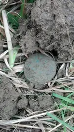 Copper in dirt.webp