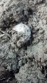 Half real in dirt.webp