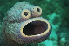 cookiemonsterofsea.webp