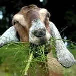 google-goat.webp