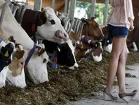 Cow check legs.webp