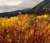 cottonwood 3.webp