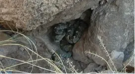 greenrattler.webp