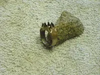 eagle head ring.webp eagle head ring.webp