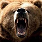 grizzly bear.jpg