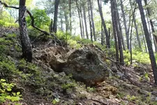 rabbit corner.webp