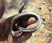 Snake 008.webp