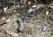 Snake 010 a.webp