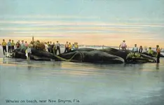 Whales_on_Beach,_near_New_Smyrna,_FL.webp