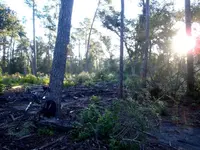 forest-1.webp forest-1.webp