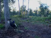 forest-2.webp