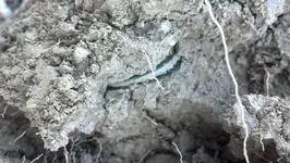 Copper in Dirt.webp