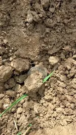 Half Real in dirt.webp