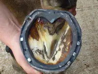 horseshoe_corrective-shoe_MODERN_on-hoof_bottomview_TN_postedbyBosnMate_1A%20bar.webp