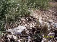 100_2463.webp