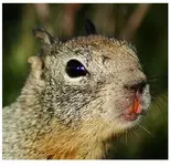 69andSqurrel.webp