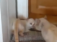 yogaca.gif