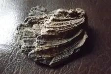 DSCF6027.webp