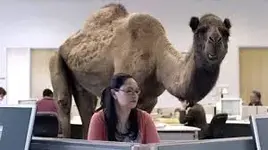 geico camel1.webp