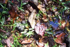 100_4312.webp