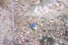 100_4343.webp