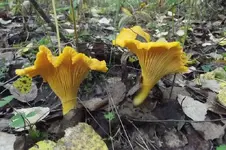 DSCF9361.webp
