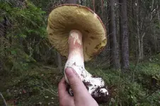 DSCF9516.webp