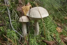 DSCF9517.webp