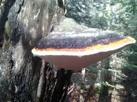 2013-11-08 10.50.22.webp