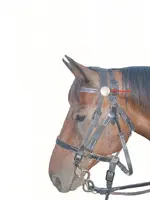 1 A horse.webp