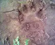 cat_footprint_470_470x385.webp