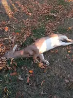 Deer3.webp