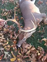 Deer1.webp