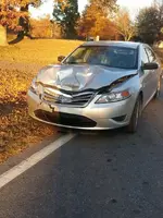 Deer2.webp