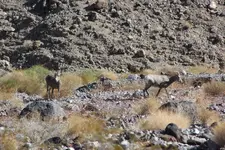 Mt goats.webp