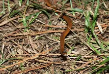 Snake 001a.webp