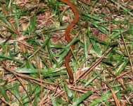 Snake 002a.webp