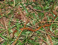 Snake 003a.webp