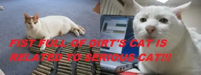 Cats.webp Cats.webp